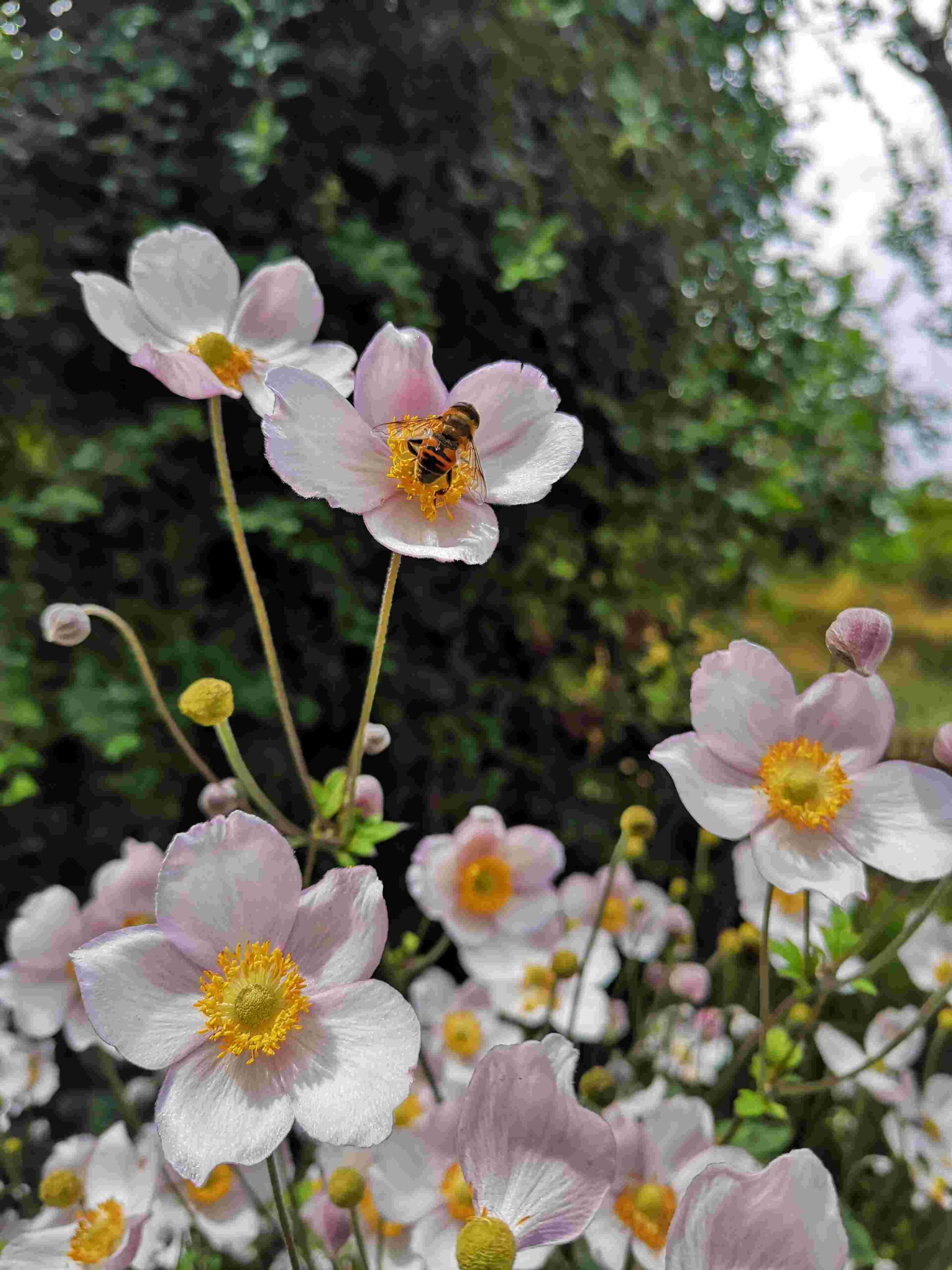 Biodiversität rund ums Haus und Garten LUGA